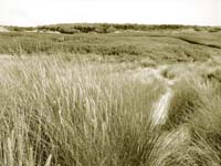 Formby Grass Duotone